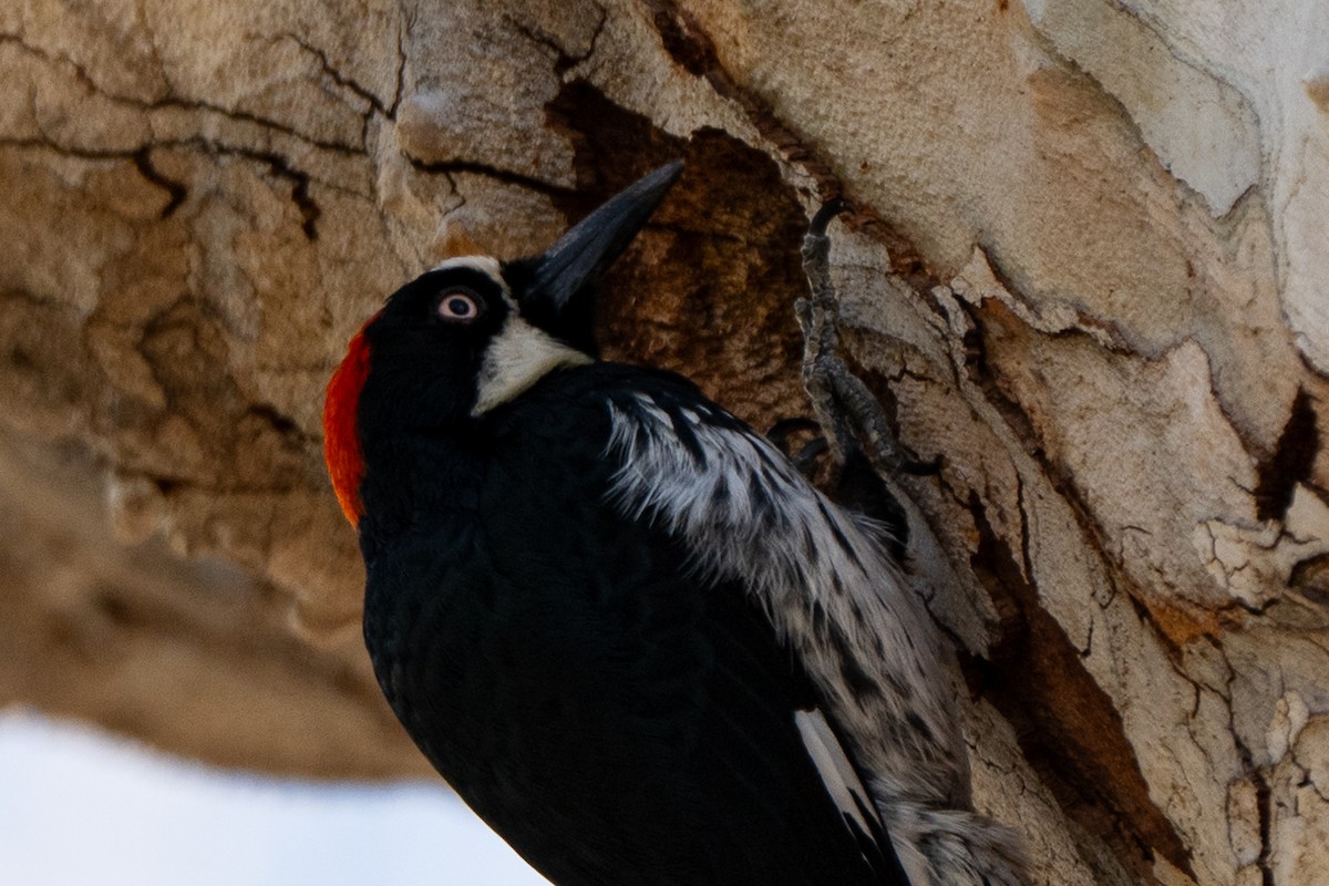 Acorn Woodpecker - ML652956387