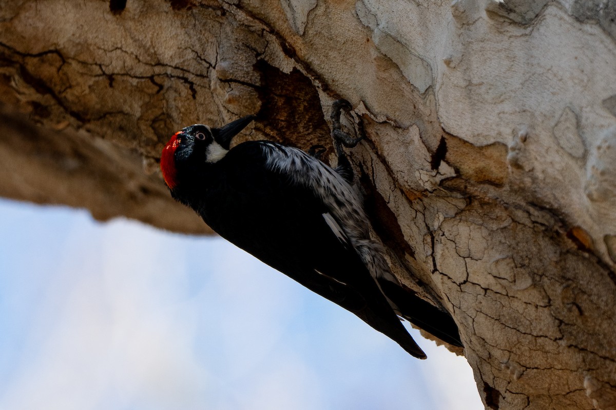 Acorn Woodpecker - ML652956388