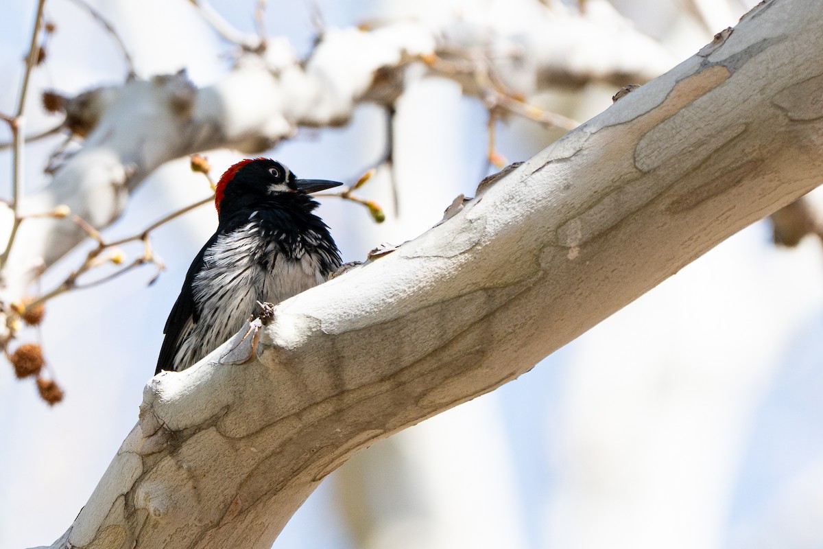 Acorn Woodpecker - ML652956389