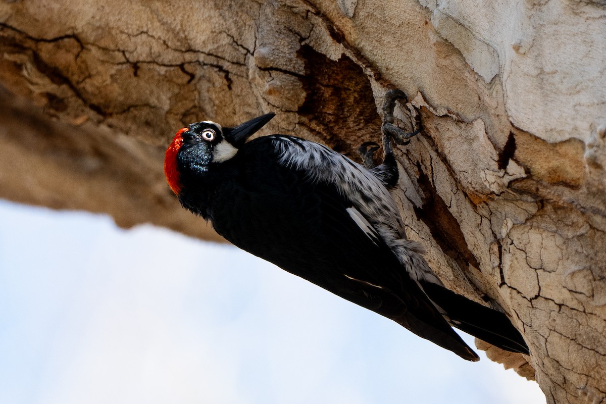 Acorn Woodpecker - ML652956390