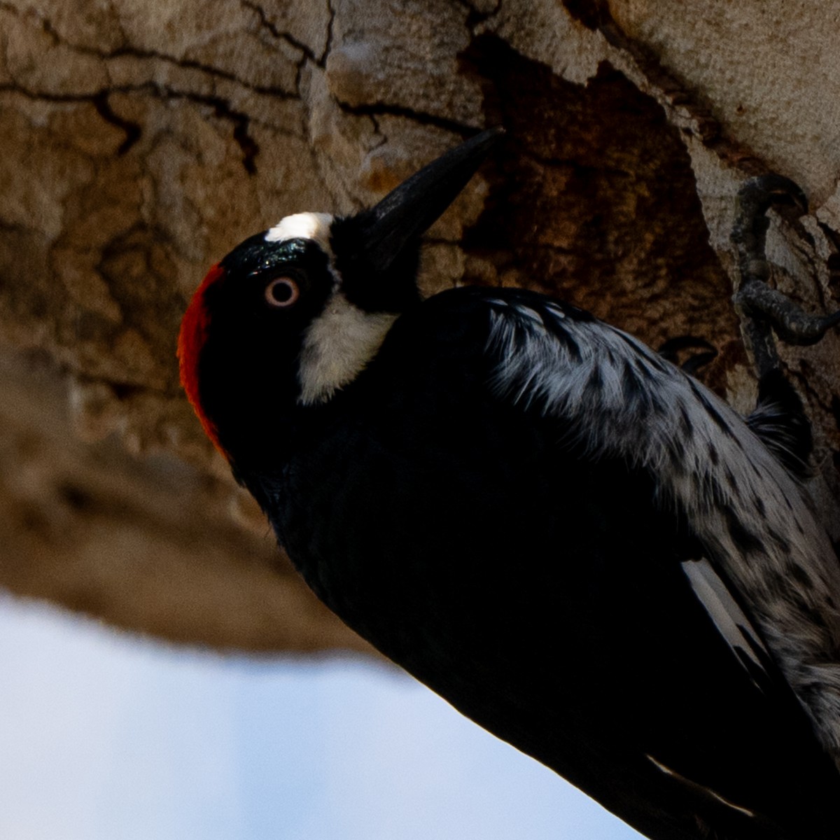 Acorn Woodpecker - ML652956391