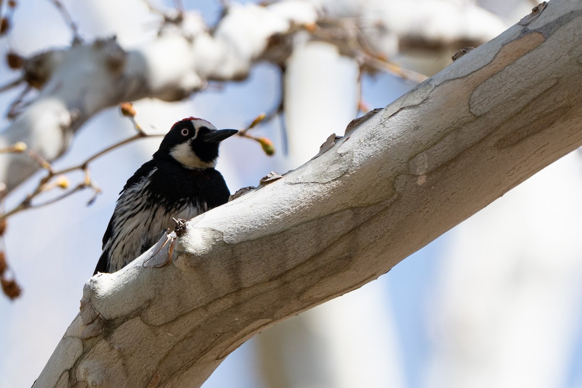 Acorn Woodpecker - ML652956392