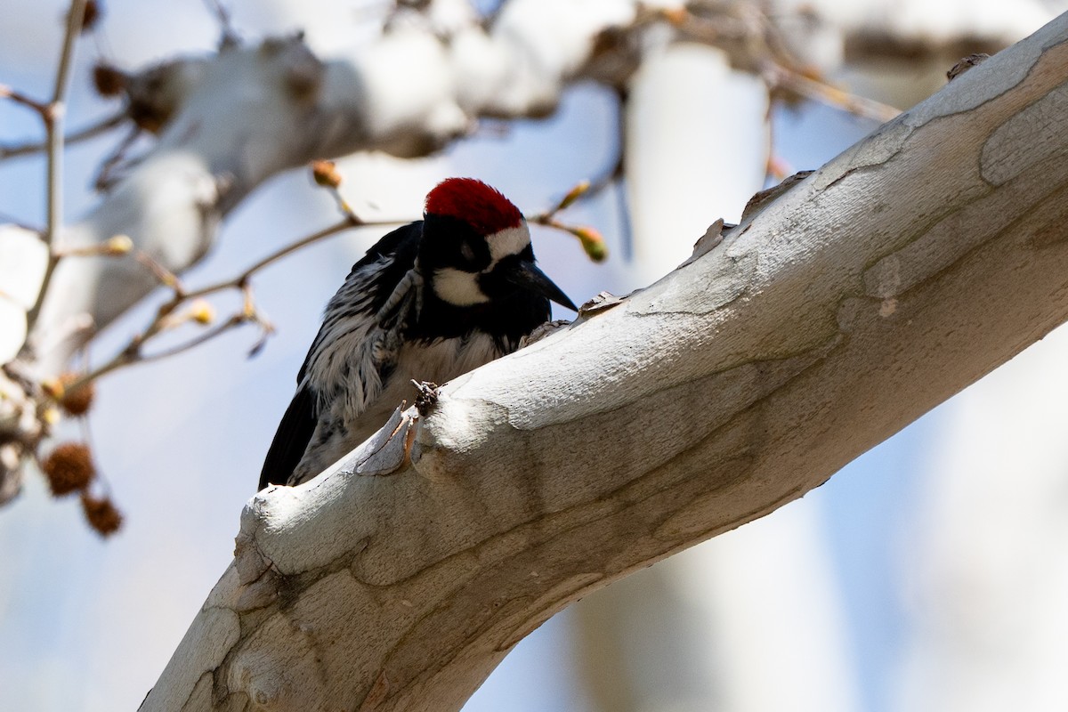 Acorn Woodpecker - ML652956393