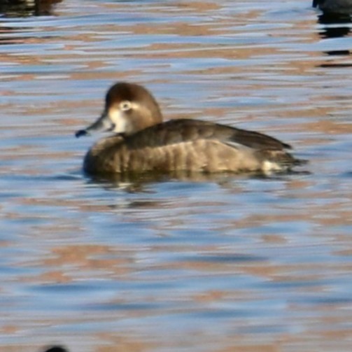 Redhead - ML652956566