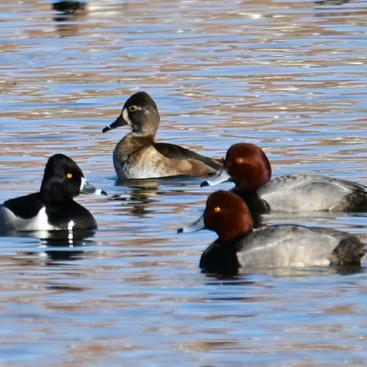 Redhead - ML652956568