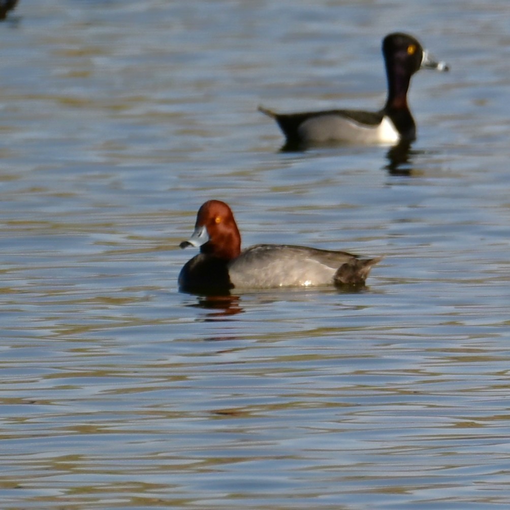 Redhead - ML652956569