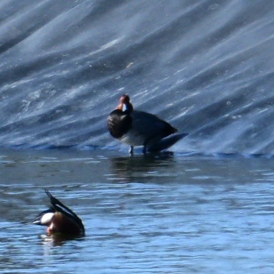 Redhead - ML652956570