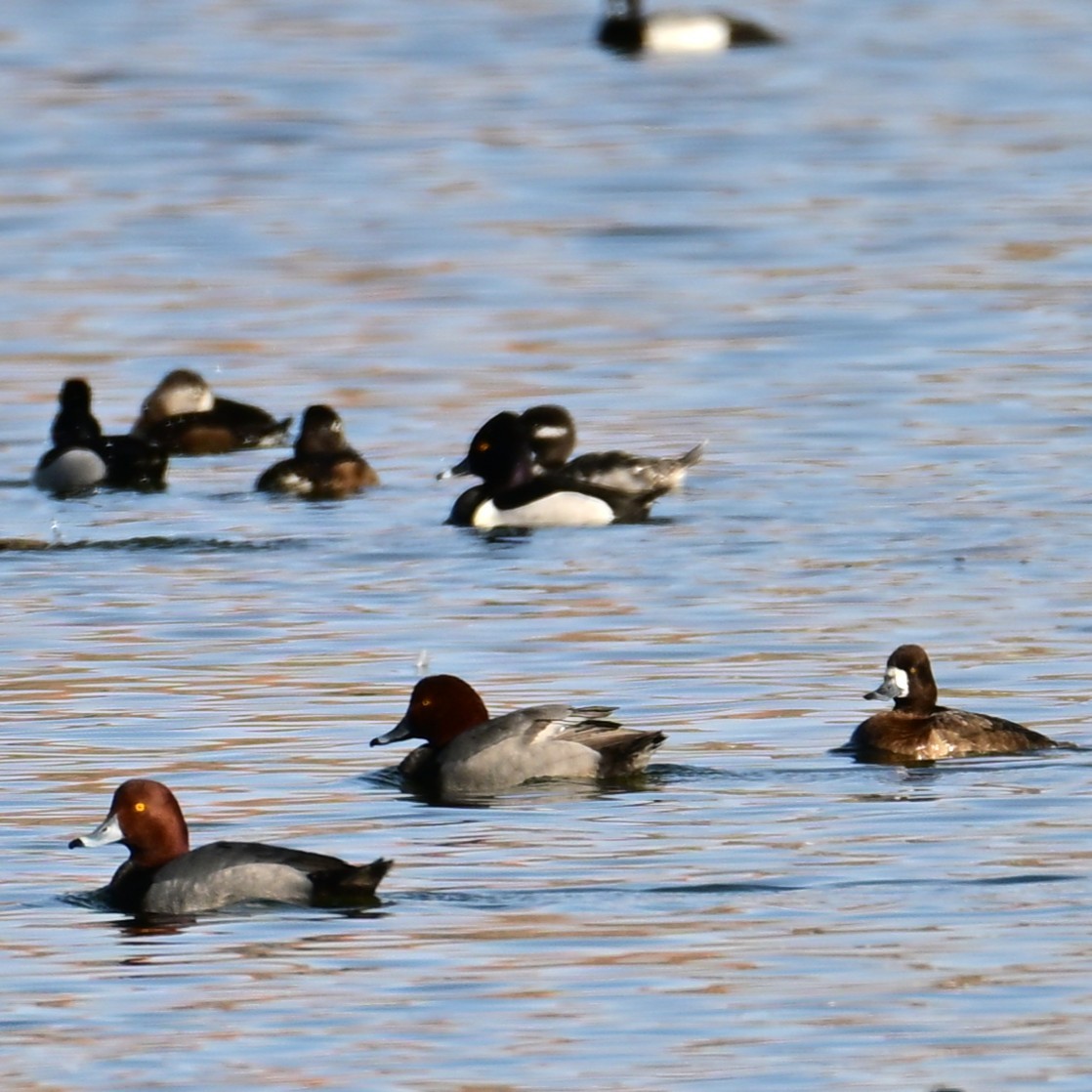 Redhead - ML652956572