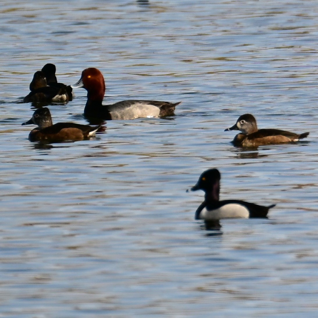 Redhead - ML652956574