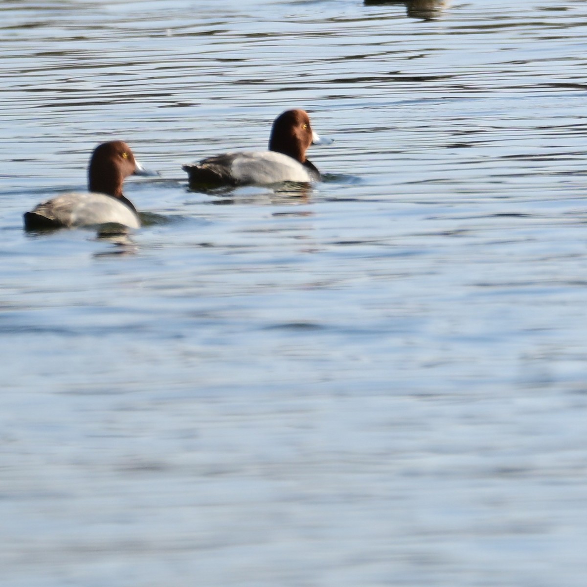 Redhead - ML652956575