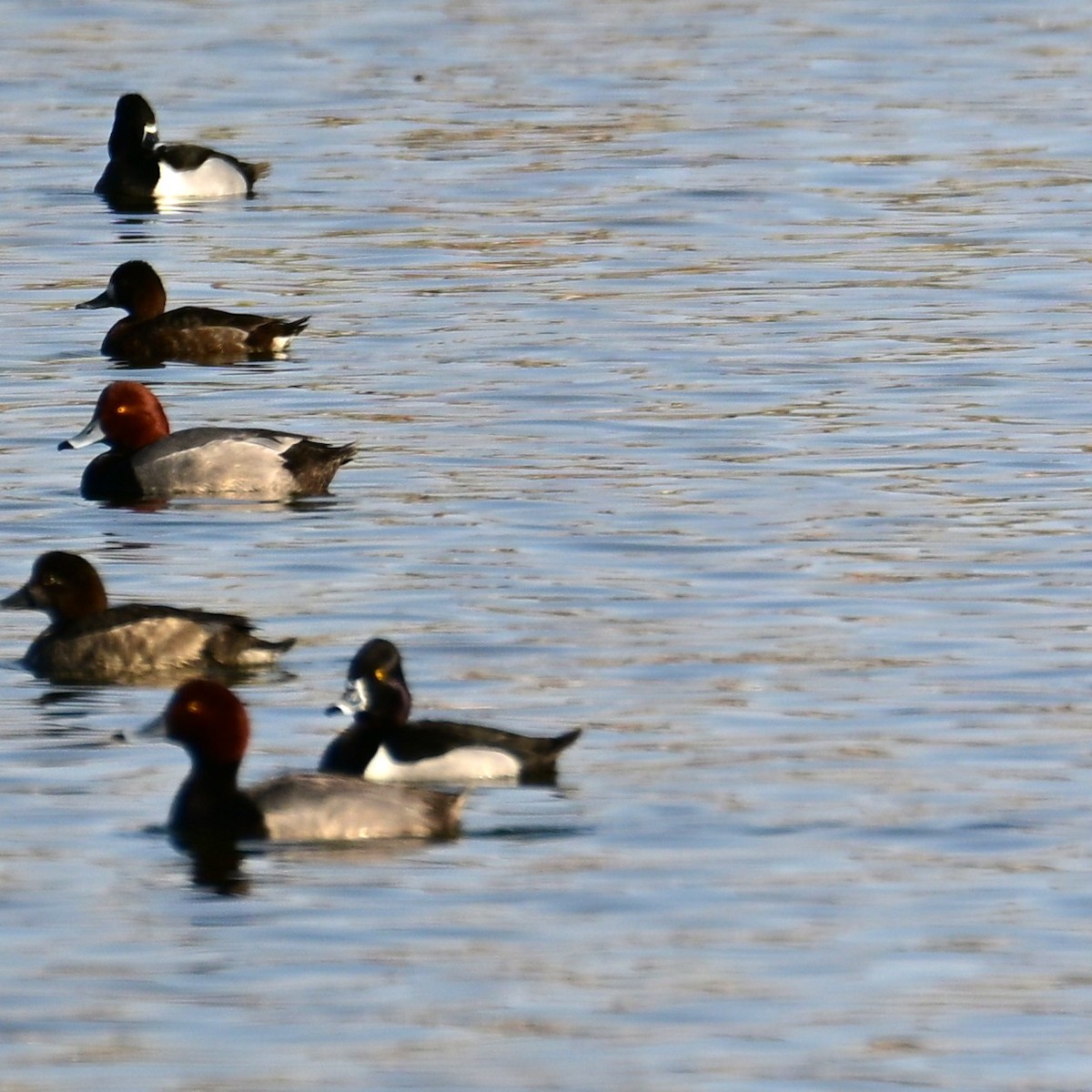 Redhead - ML652956576