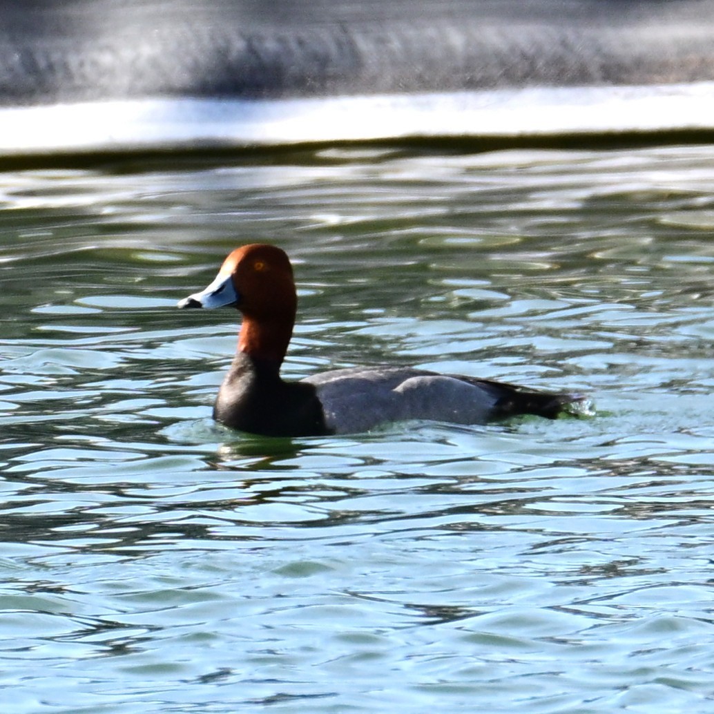Redhead - ML652956578