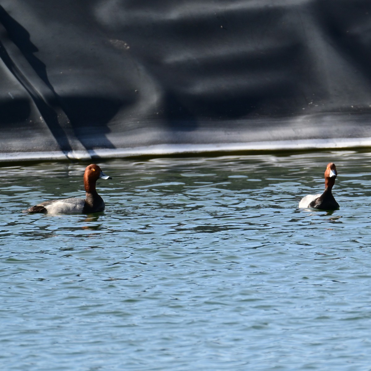 Redhead - ML652956582