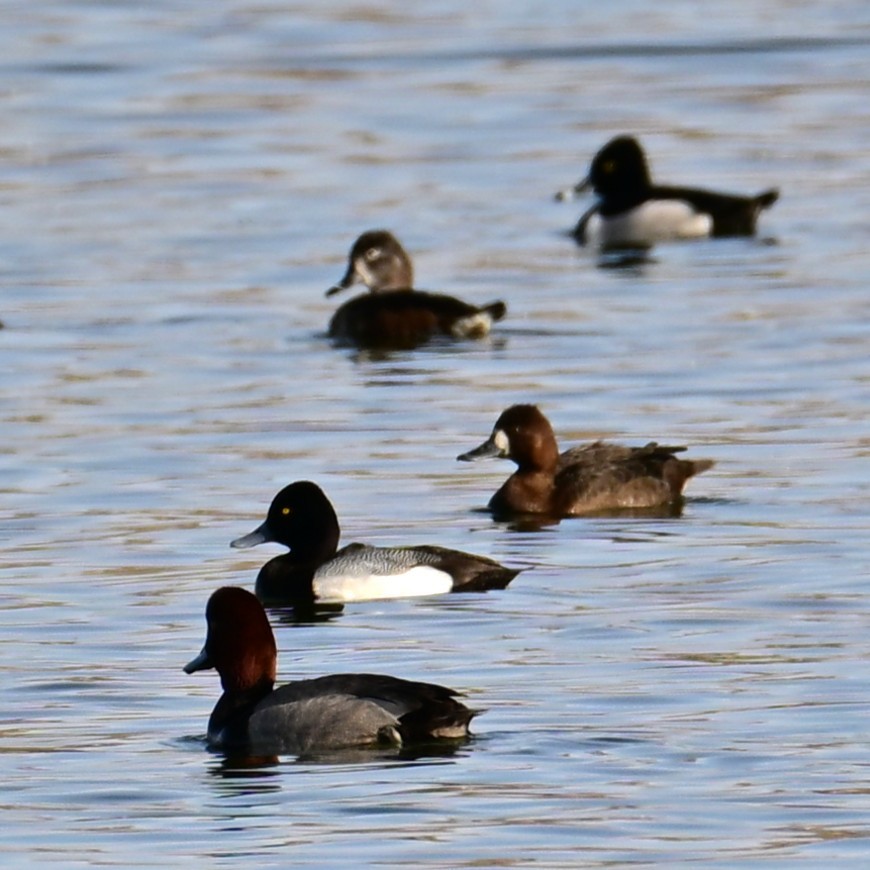 Lesser Scaup - ML652956603