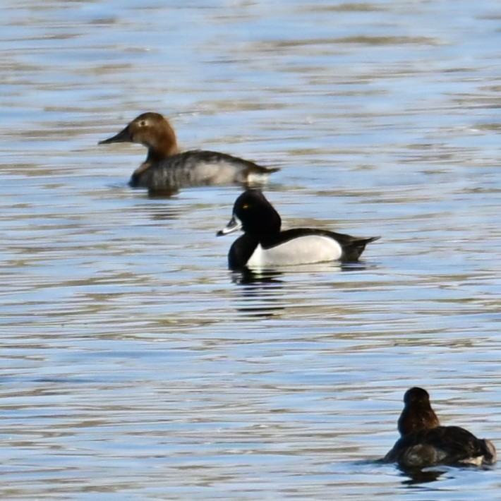 Canvasback - ML652956663