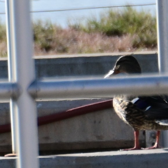 Germano reale - ML652956669