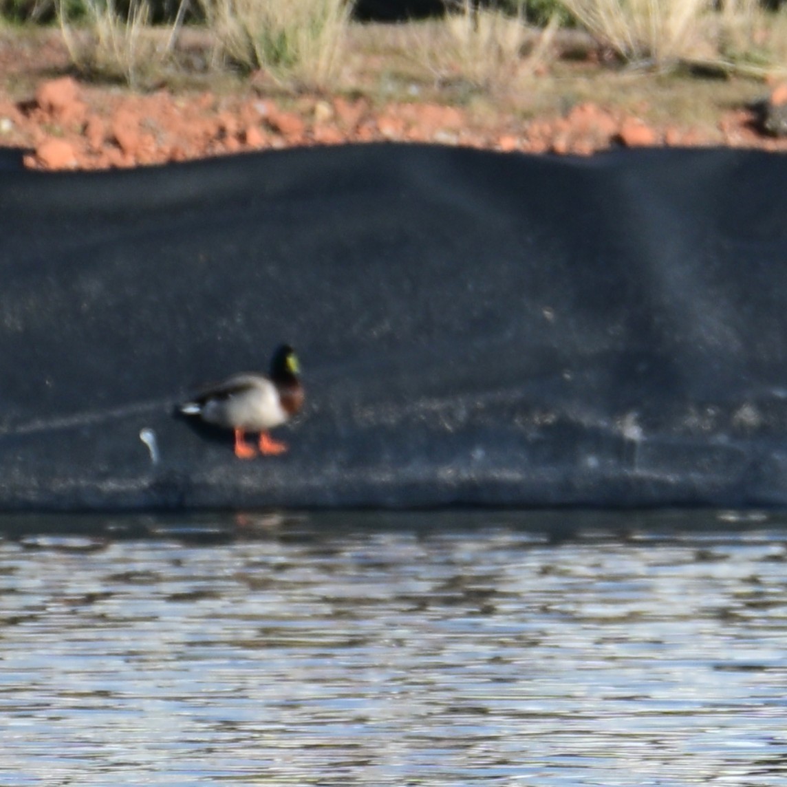 Germano reale - ML652956670