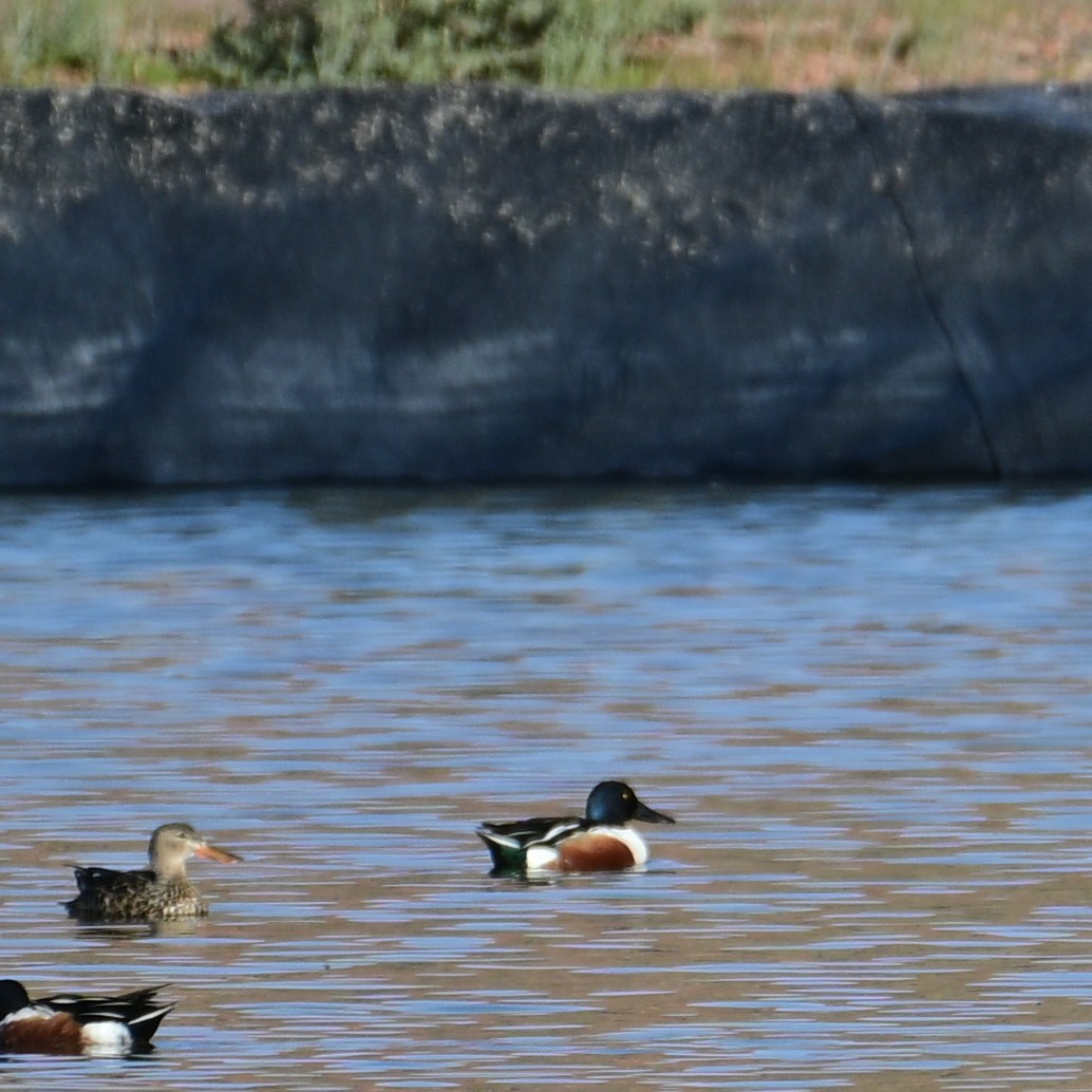 Mestolone - ML652956695