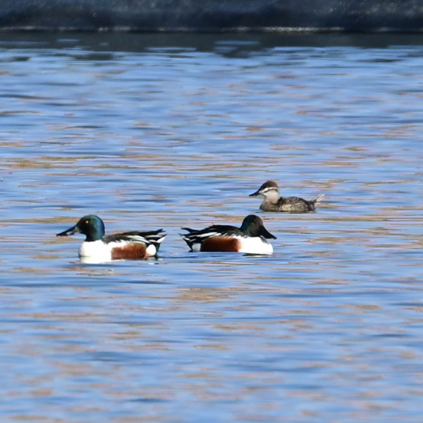 Mestolone - ML652956696