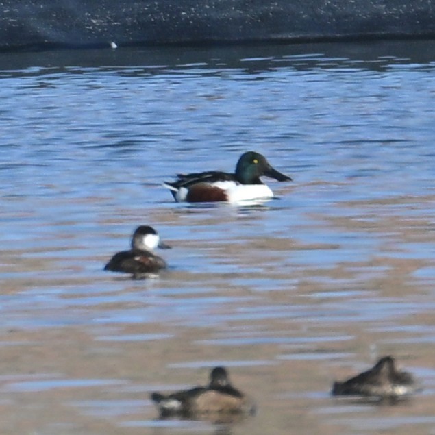 Mestolone - ML652956697