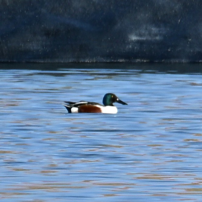 Mestolone - ML652956698