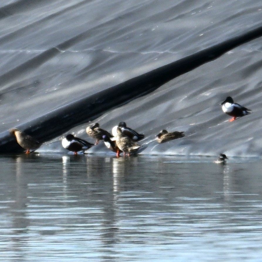 Mestolone - ML652956699