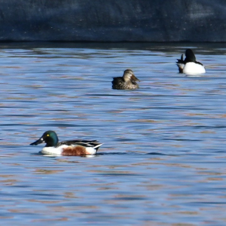 Mestolone - ML652956701