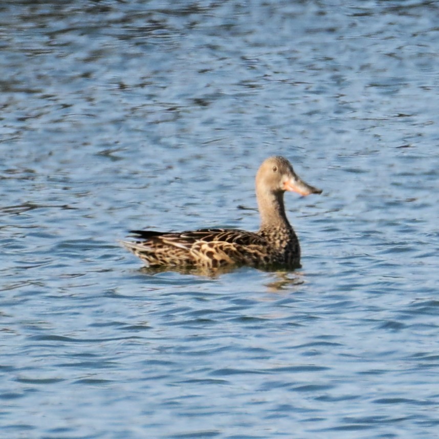 Mestolone - ML652956702