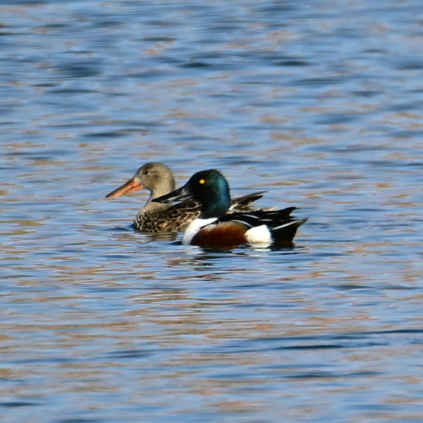 Mestolone - ML652956704