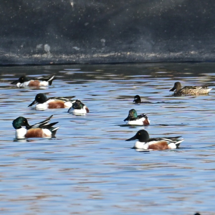 Mestolone - ML652956705