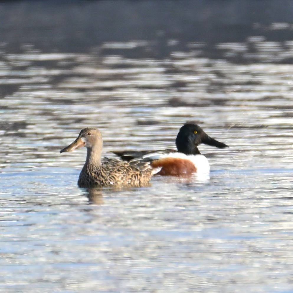 Mestolone - ML652956706