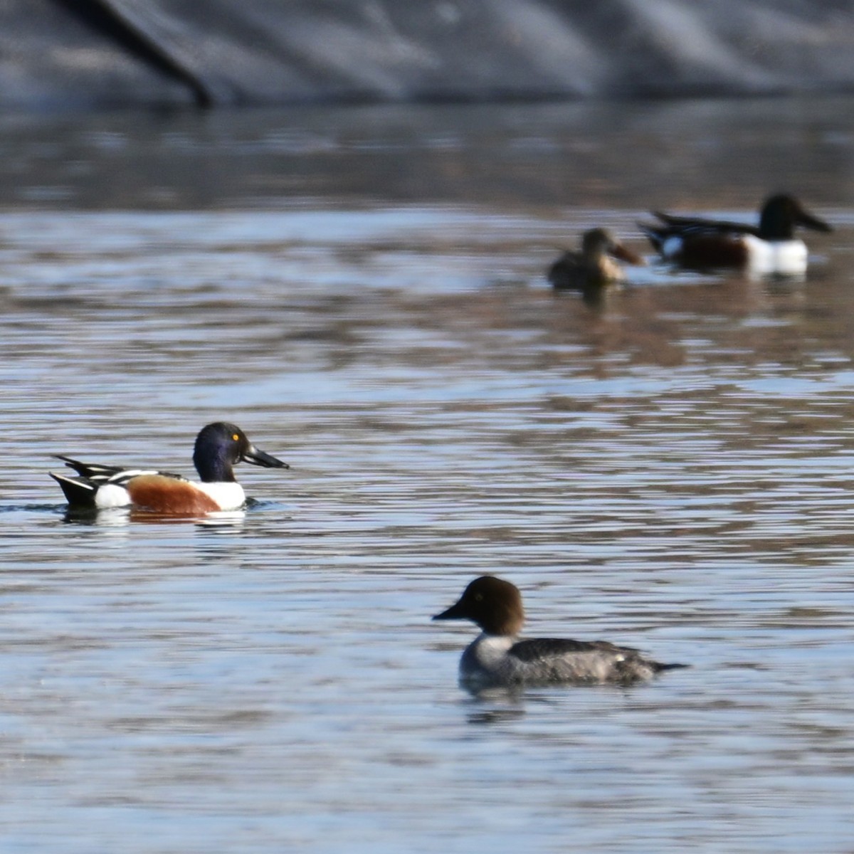 Mestolone - ML652956710