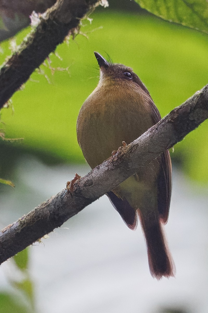Bronze-olive Pygmy-Tyrant - ML652956730