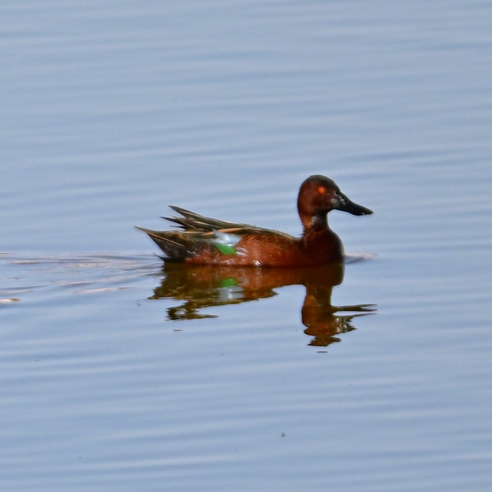 Alzavola cannella - ML652956756