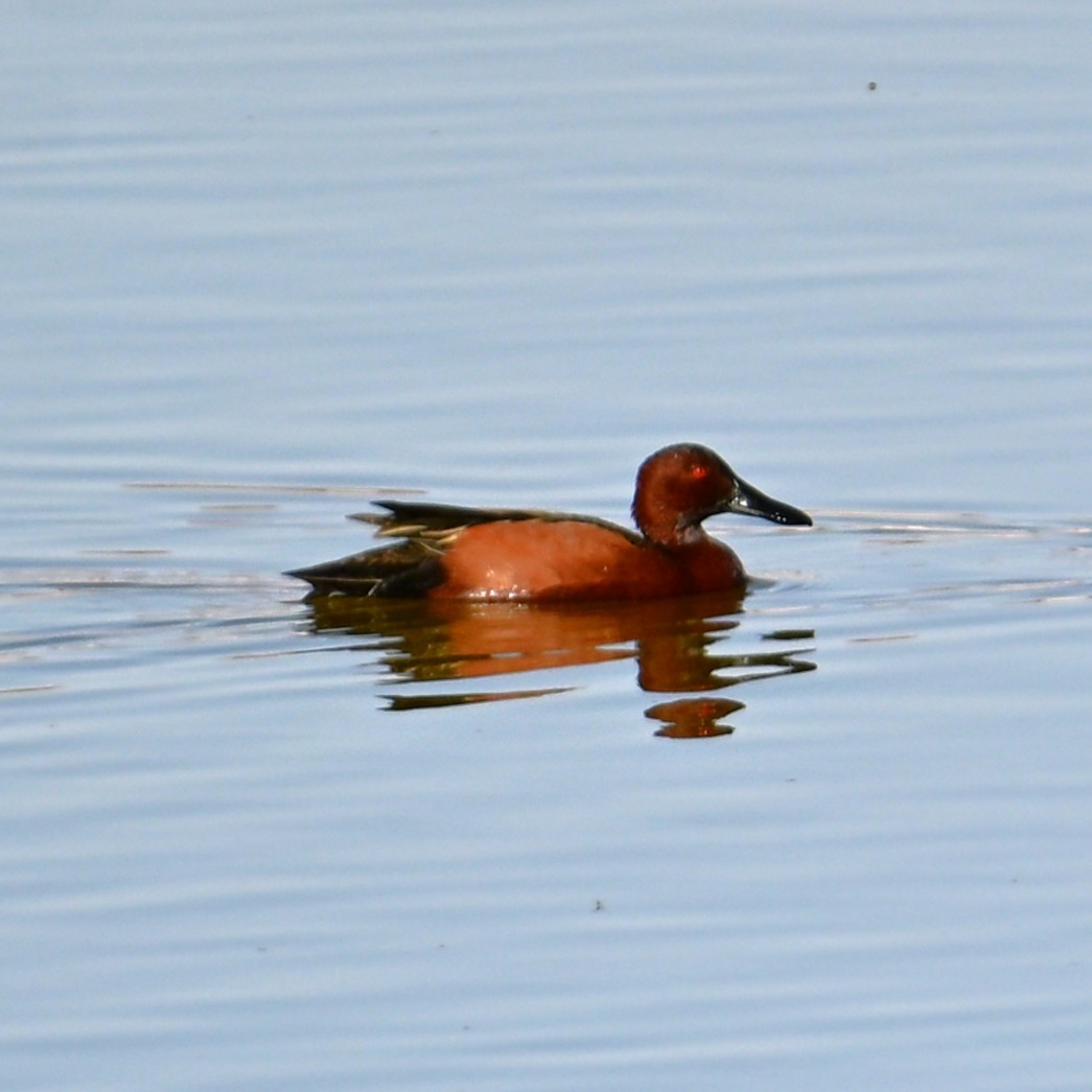 Alzavola cannella - ML652956758