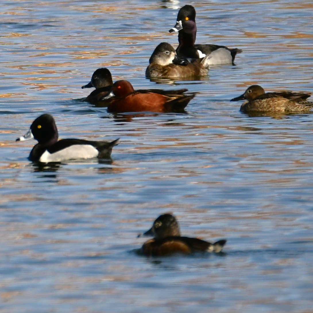 Alzavola cannella - ML652956760