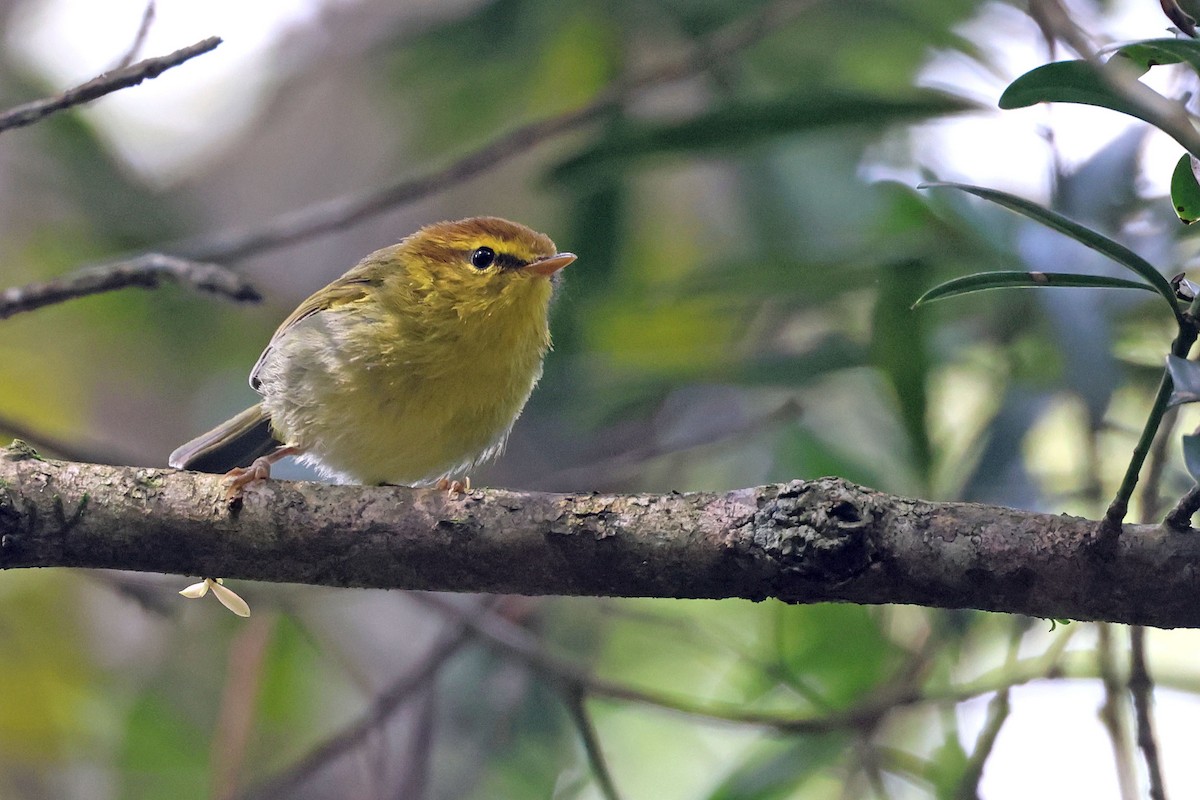 Yellow-throated Woodland-Warbler - ML652956828