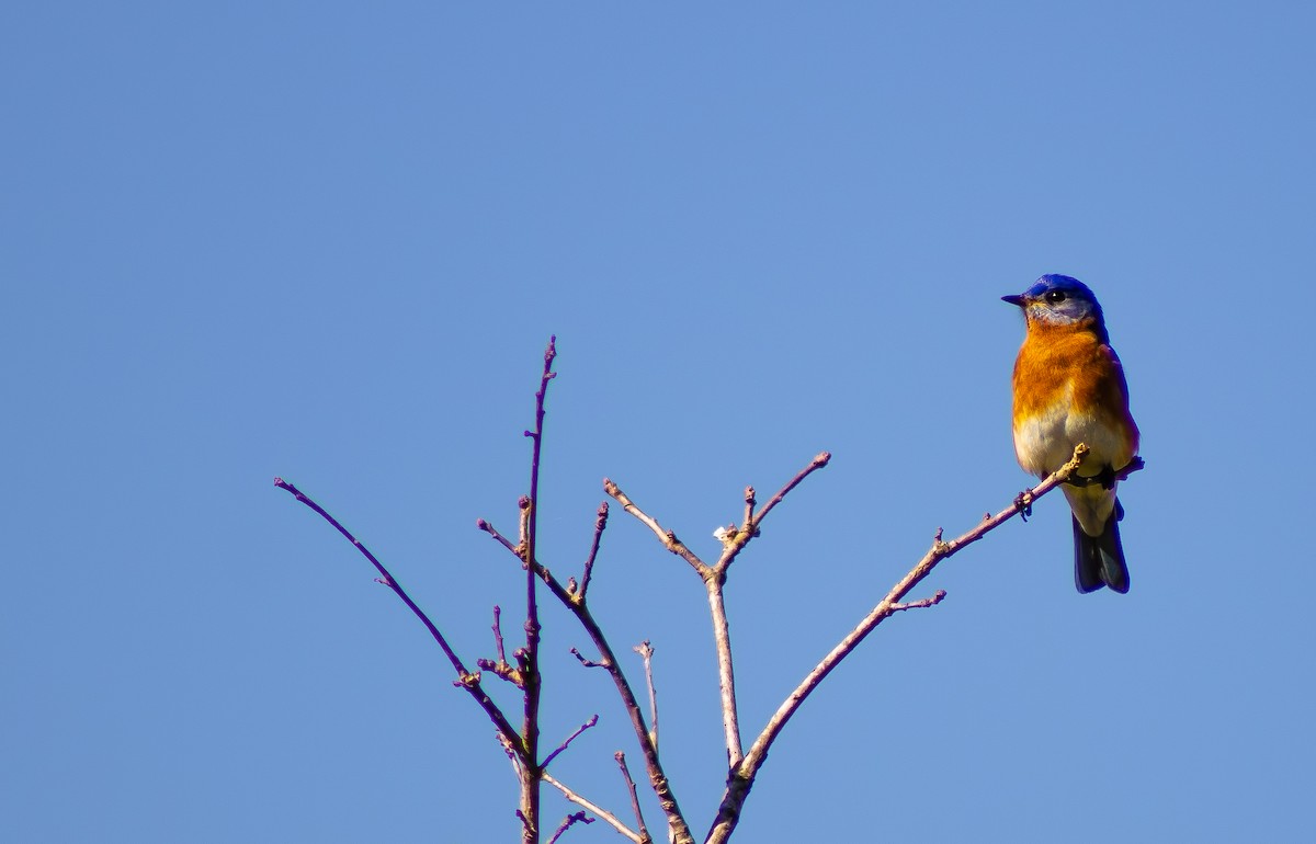 Eastern Bluebird - ML652957118