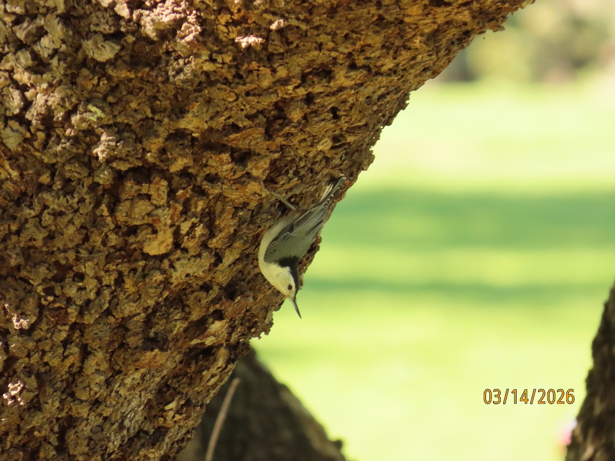 Beyaz Göğüslü Sıvacı - ML652957558