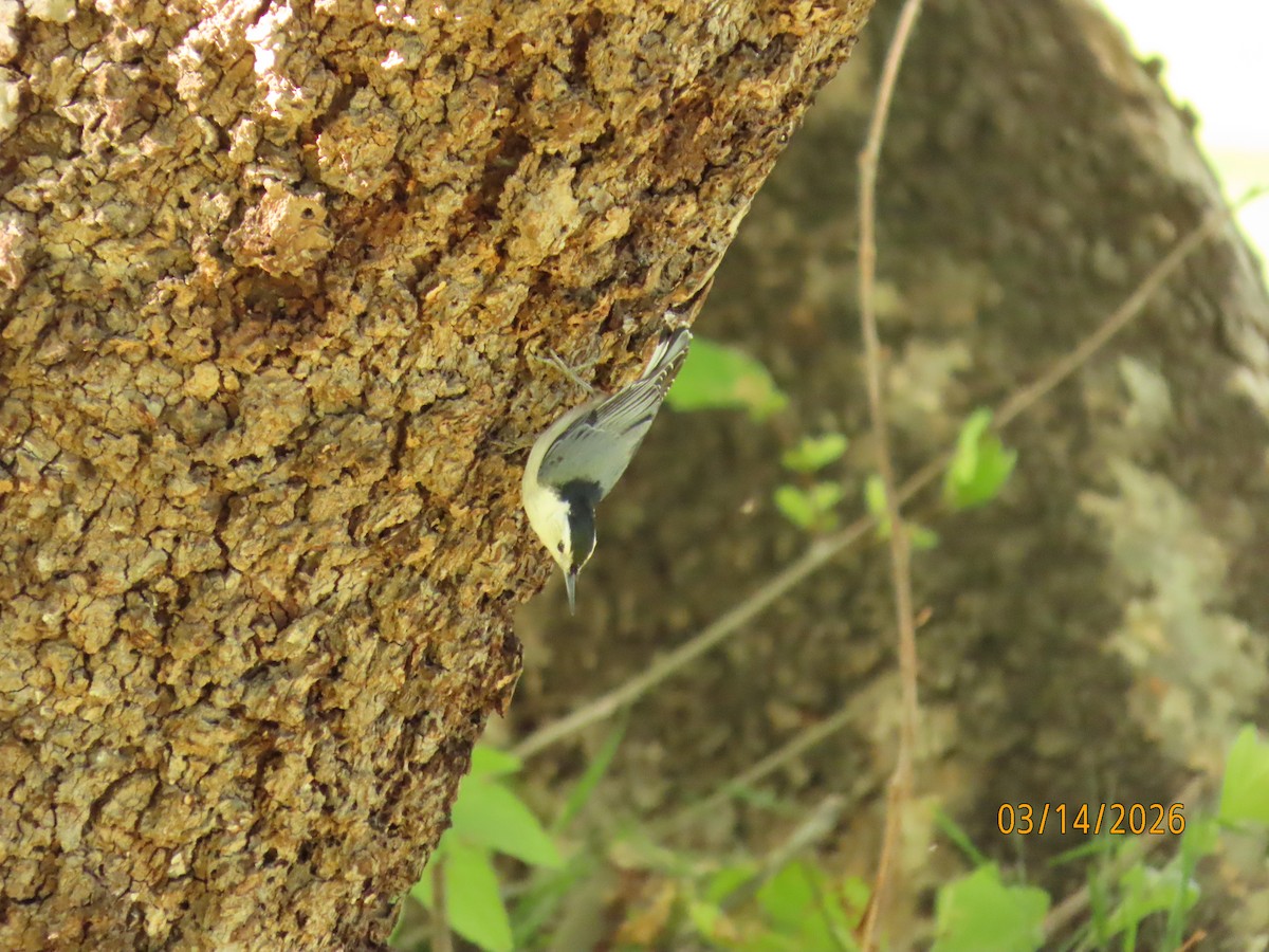 Beyaz Göğüslü Sıvacı - ML652957569