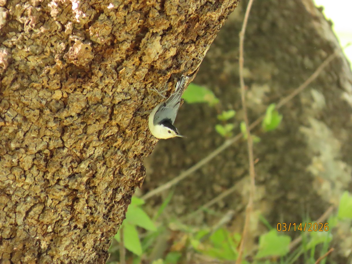 Beyaz Göğüslü Sıvacı - ML652957573