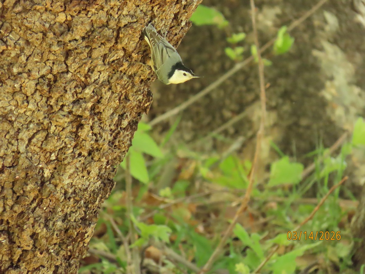 Beyaz Göğüslü Sıvacı - ML652957578