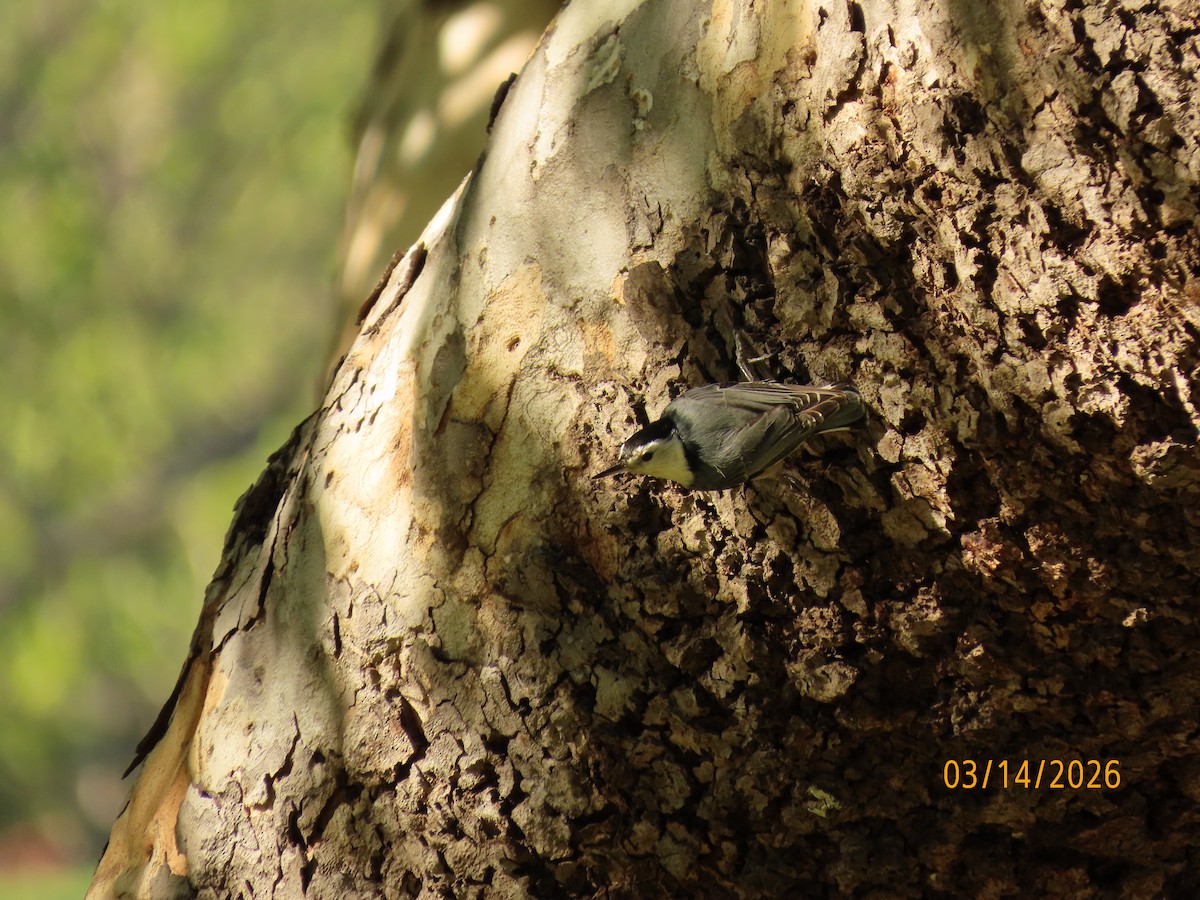 Beyaz Göğüslü Sıvacı - ML652957585