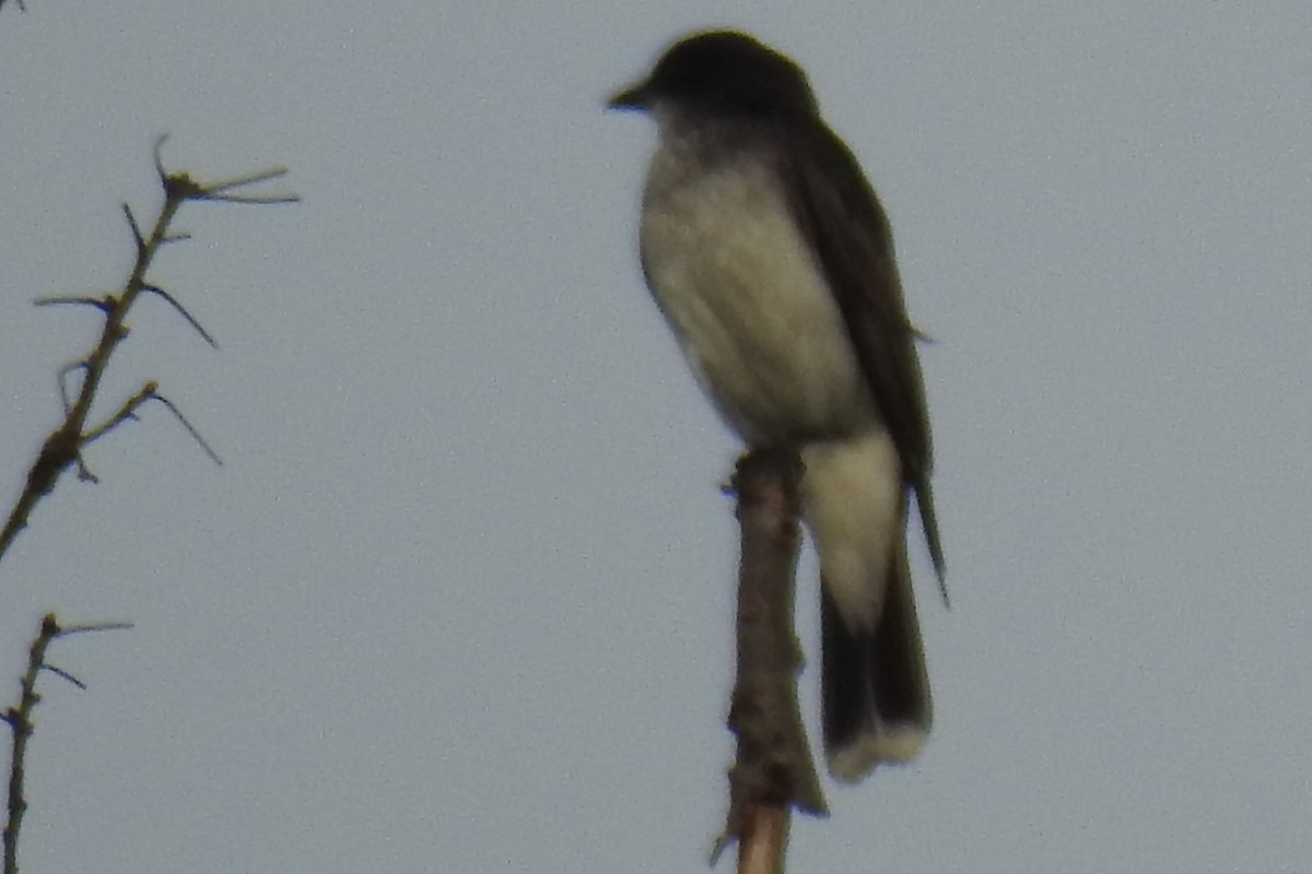 Eastern Kingbird - ML65295781