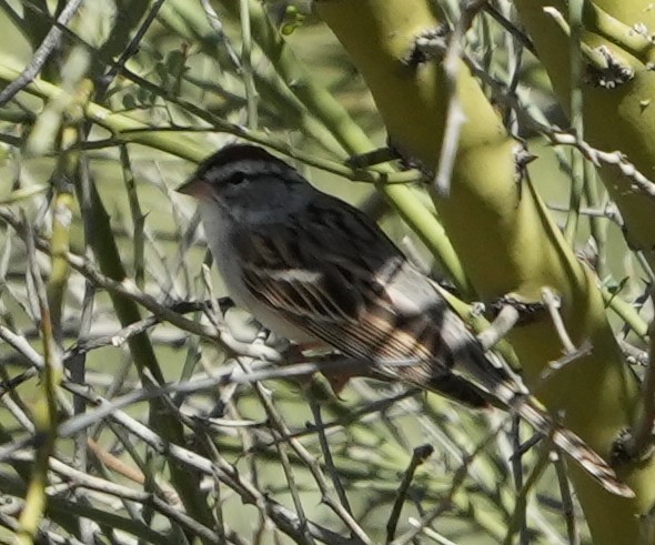 Chipping Sparrow - ML652957930