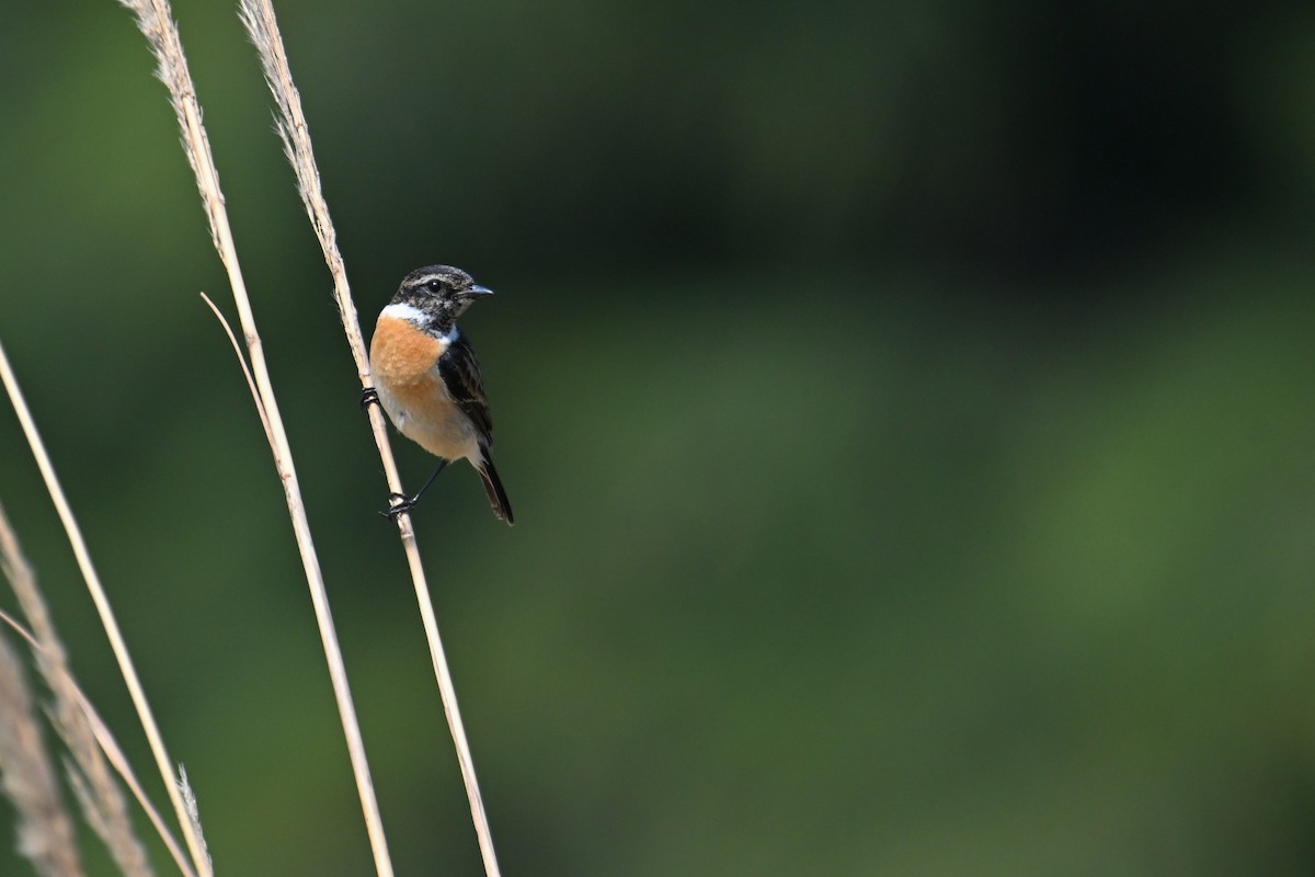 Амарын шулганаа - ML652958316