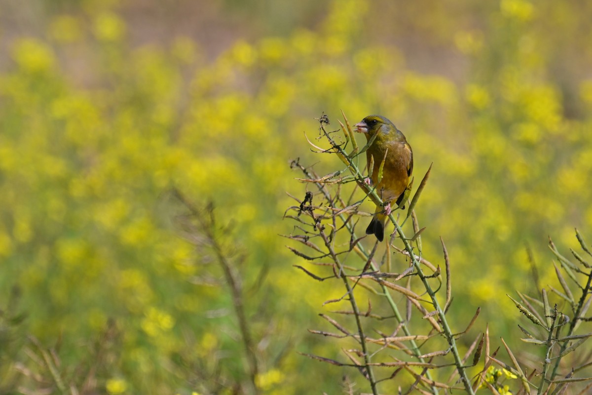 Нангиад ногоолдой - ML652958335