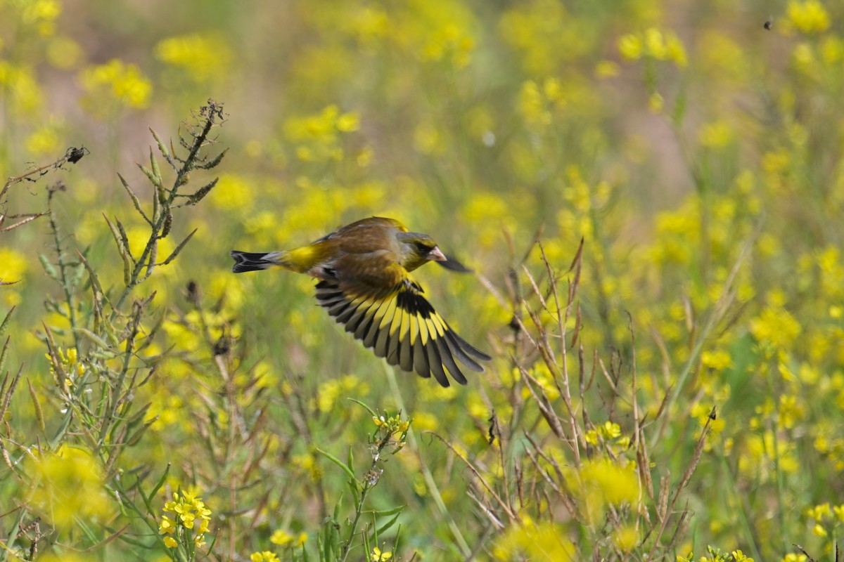 Нангиад ногоолдой - ML652958336