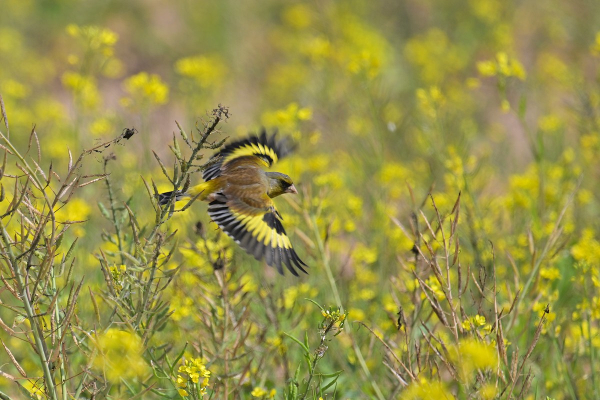 Нангиад ногоолдой - ML652958337
