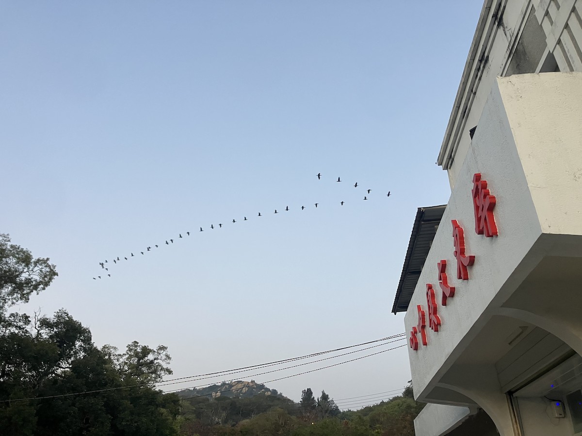 Great Cormorant (Eurasian) - ML652958473